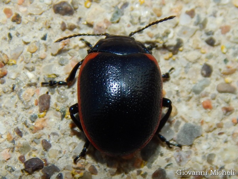 Chrysolina rossia